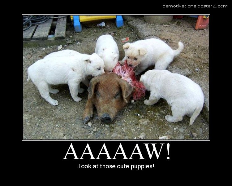 cute puppies eating a pig aaaaaw