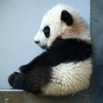 [sitting_panda.jpg]