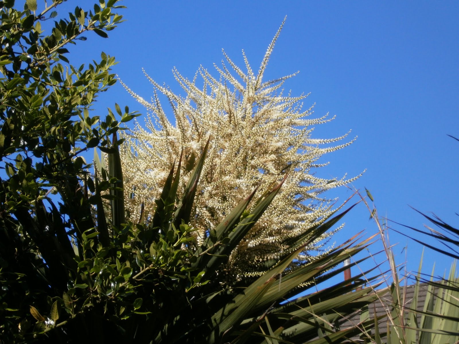 Sketty Days After many years of not so careful nuturing, the palm tree