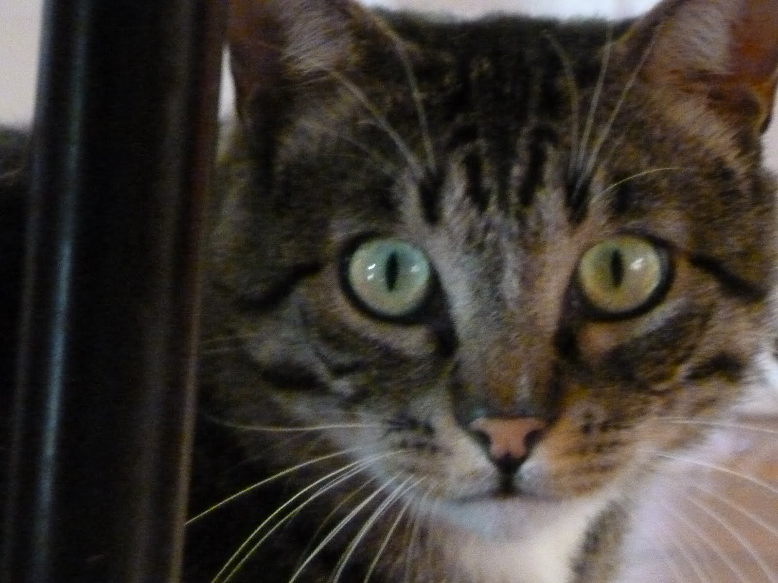 Isabel N\u00fa\u00f1ez - CRUCIGRAMA: Vibraciones