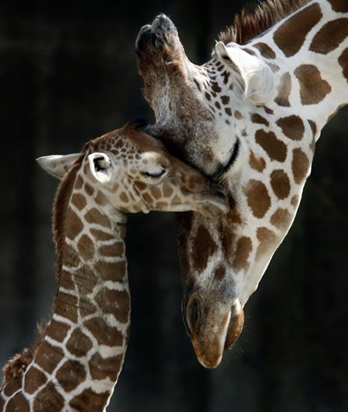 [baby--mommy-giraffe.jpg]