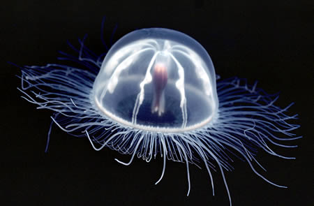 [a357_jellyfish.jpg]