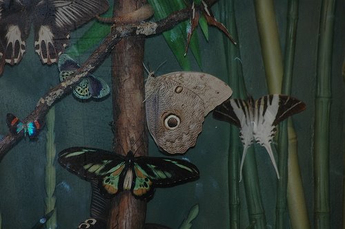 [butterfly.bmp]