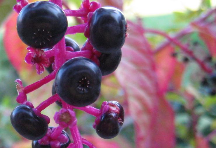 [berries.JPG]