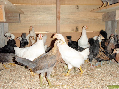 farm animals, adolescent chickens
