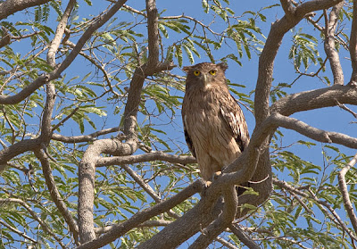 Brown fish-owl, Barda Hills