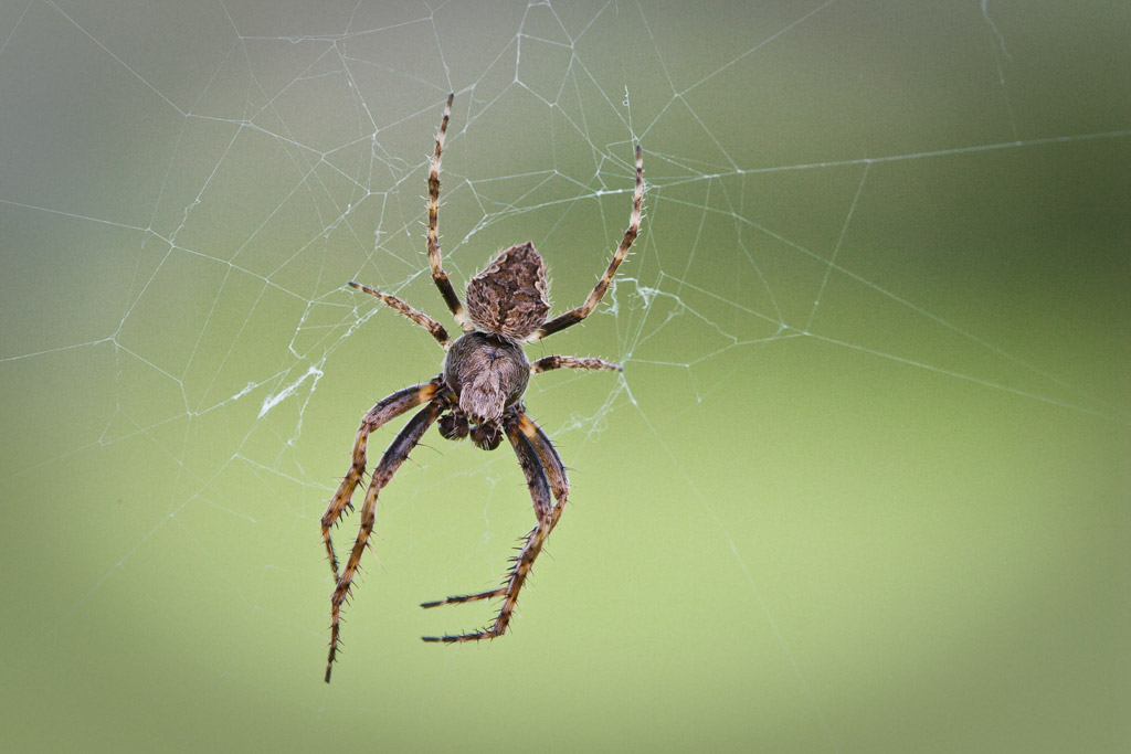 Eriophora pustulosa