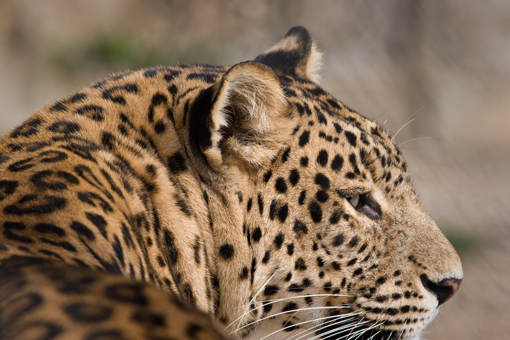 Leopard, Naini Tal Zoo