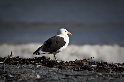 Blackbacked gull, Pencarrow head