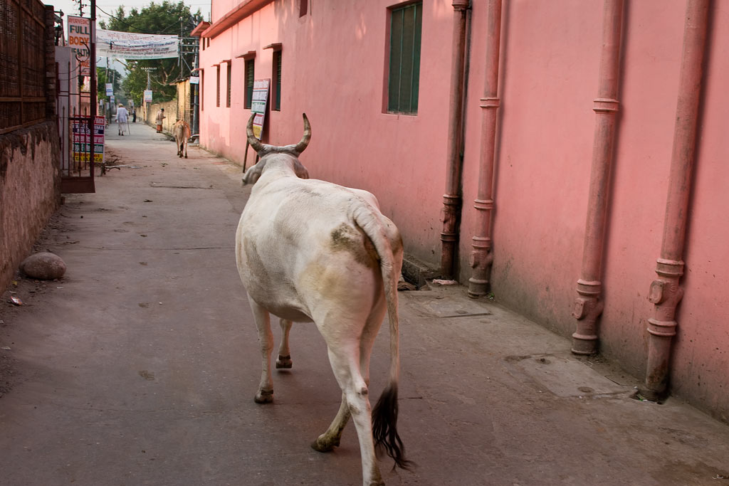 Rishikesh cow