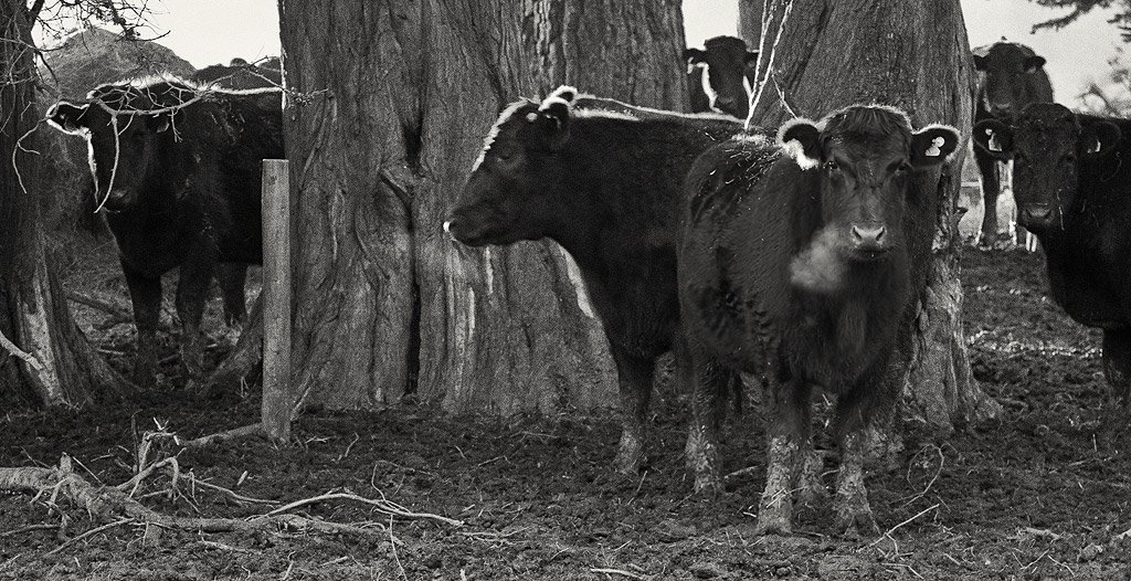 Winter steers