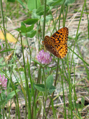 Butterfly At Vallecito Reservoir