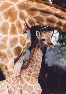 [girafas-angola.jpg]