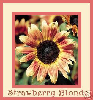 [strawberry+blonde.JPG]