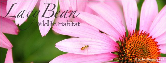 A Webplace for our Backyard Wildlife Habitat