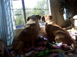 Puggles on  Window  Guard Duty