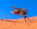 [mosquito.jpg]