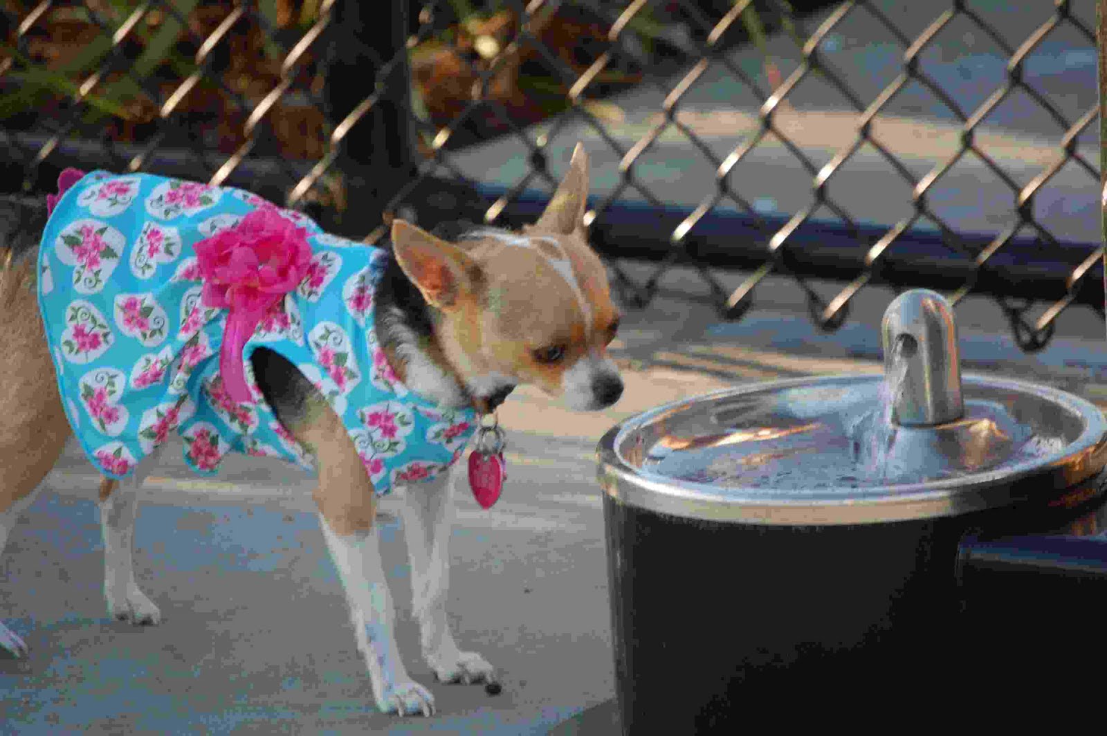 [dogpark2.jpg]