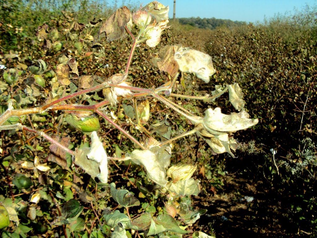 vidarbha times Cold Wave and Excess Rain damaged standing Bt.Cotton