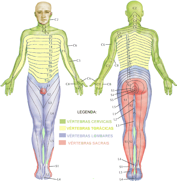 Resultado de imagem para dermatomo humano