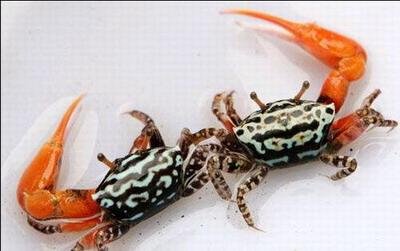 [crabs-pictures-05.jpg]