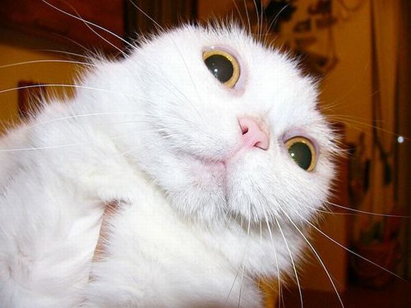 [pets-animals-12.jpg]