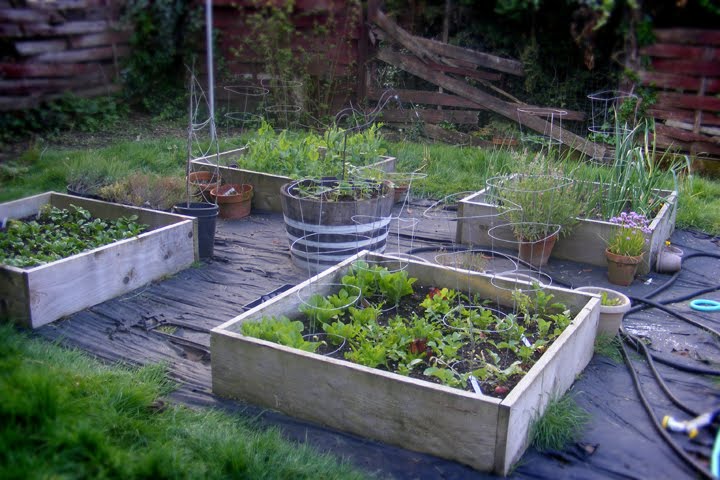 Modern Male Homemaker: Capturing Your Garden: Vegetable