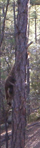 coati up a tree in Deadman Canyon
