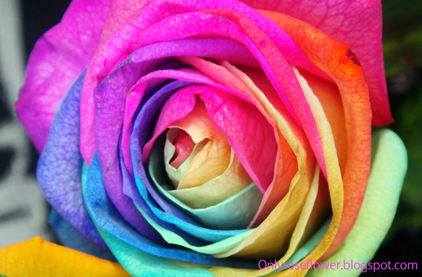 Awesome Multicolor Rose Only beautiful Roses