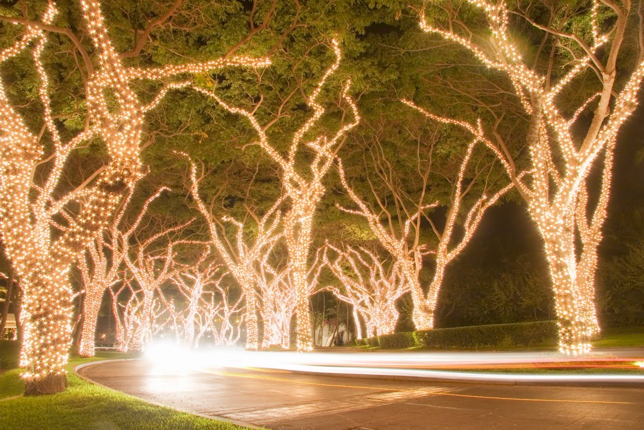 Outdoor Fairy Lights For Trees Euffslemani Com Outdoor Fairy Lights For Trees Home Decorating Ideas Interior Design