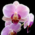 Floarea de orhidee in legende , mituri , simboluri