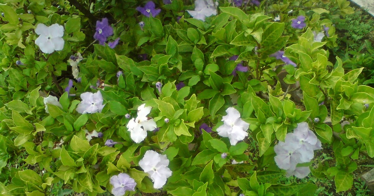 pokok herba bunga ulaman dan segala jenis tumbuhan bunga 