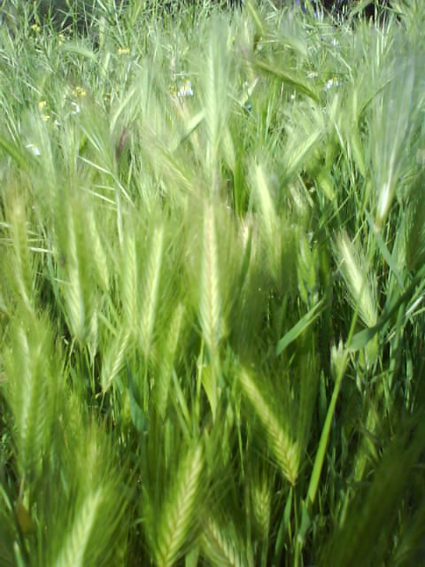 Mi Matrix Particular Espigas