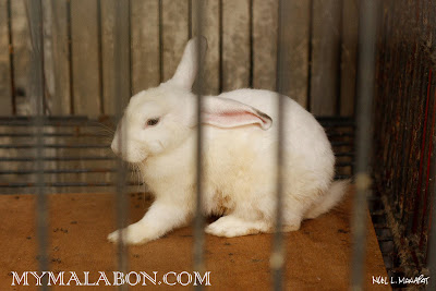 Macabho Rabbit My Malabon: Malabon Zoo: The Zoo with a Mission