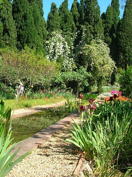Pittosporum Tobira Nana Pittospore Du Japon Na Achat Vente
