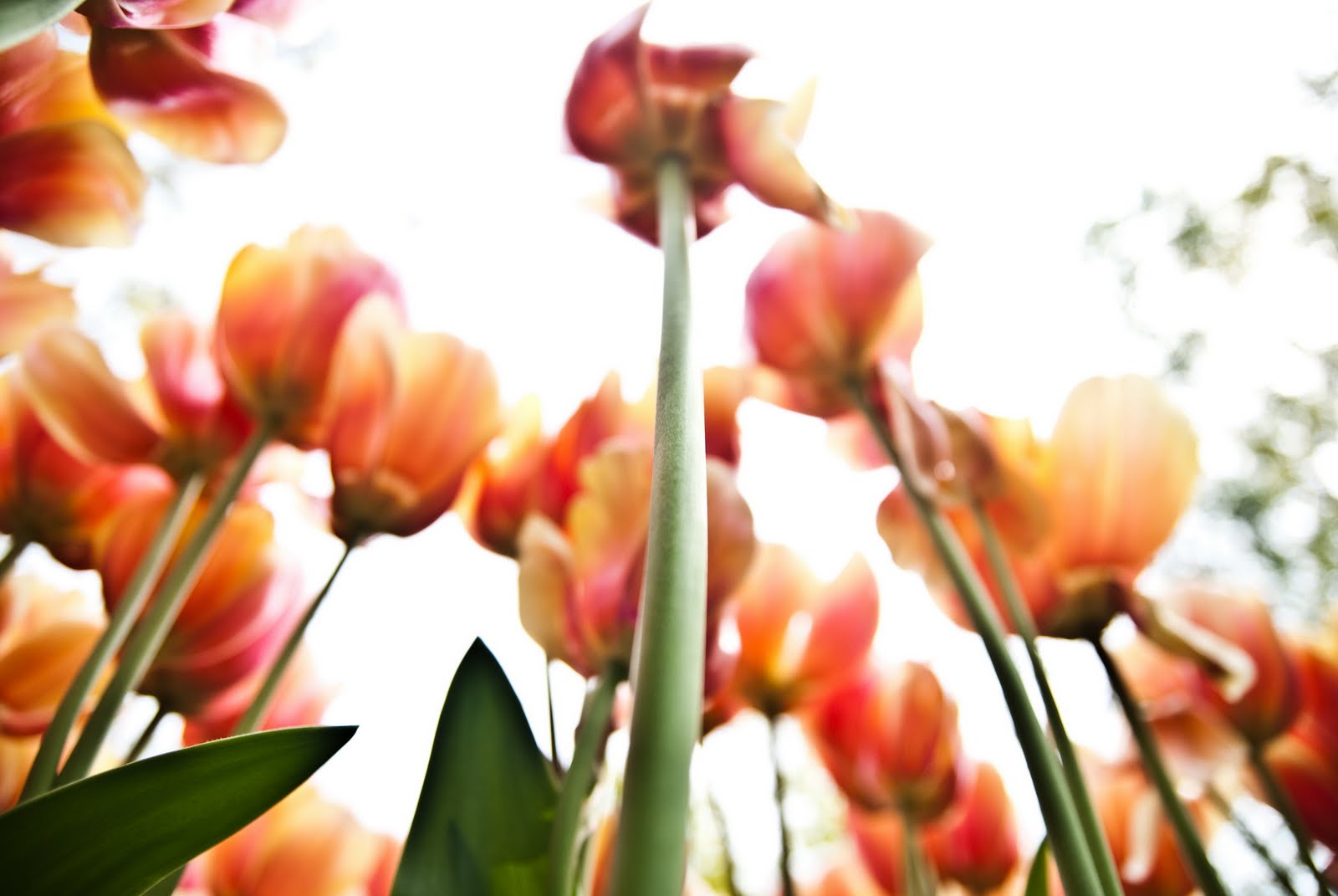 pawnrepawn Keukenhof saya mat bunga!