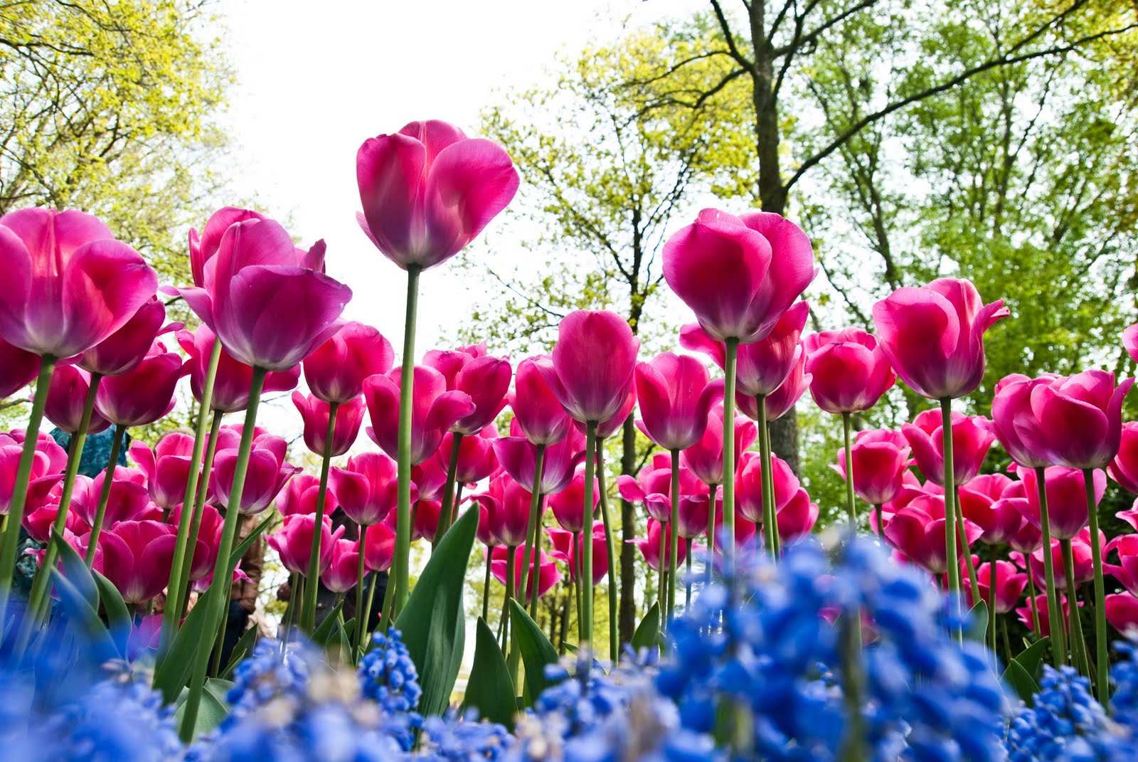 pawnrepawn Keukenhof saya mat bunga!