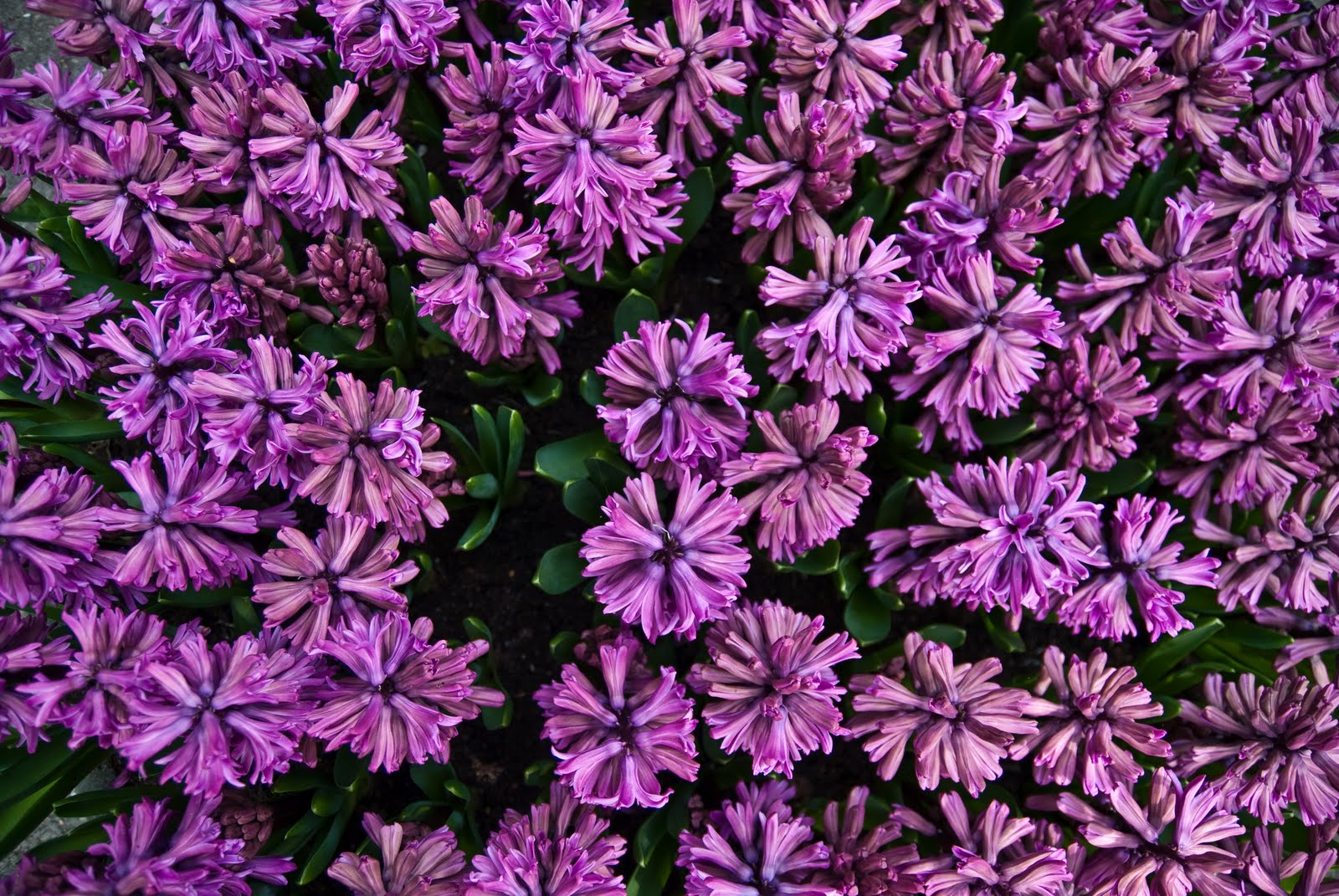 pawnrepawn Keukenhof saya mat bunga!