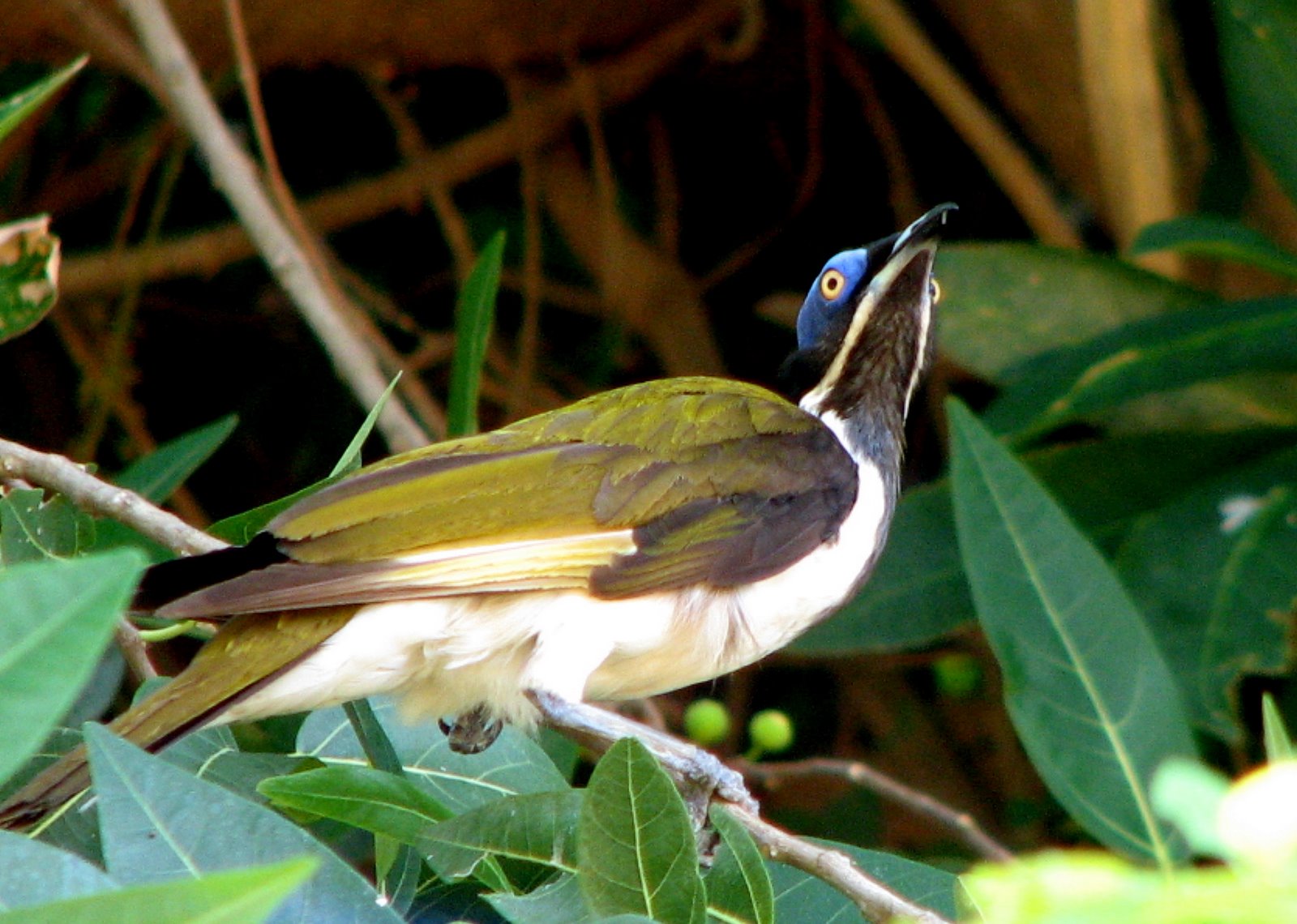[blue+faced+honeyeater+2.jpg]