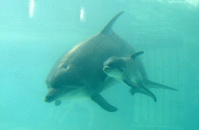 Delfines