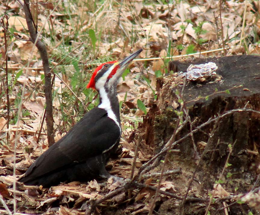 Wisconsin Bound: Pileated Woodpecker