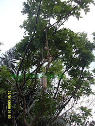 cylinder tree fruit shaped travellogue