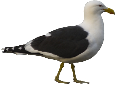[seagull-no-background-400x296.jpg]