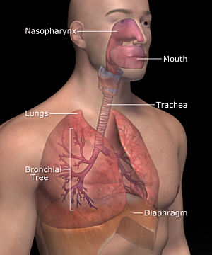 Science: Respiratory System