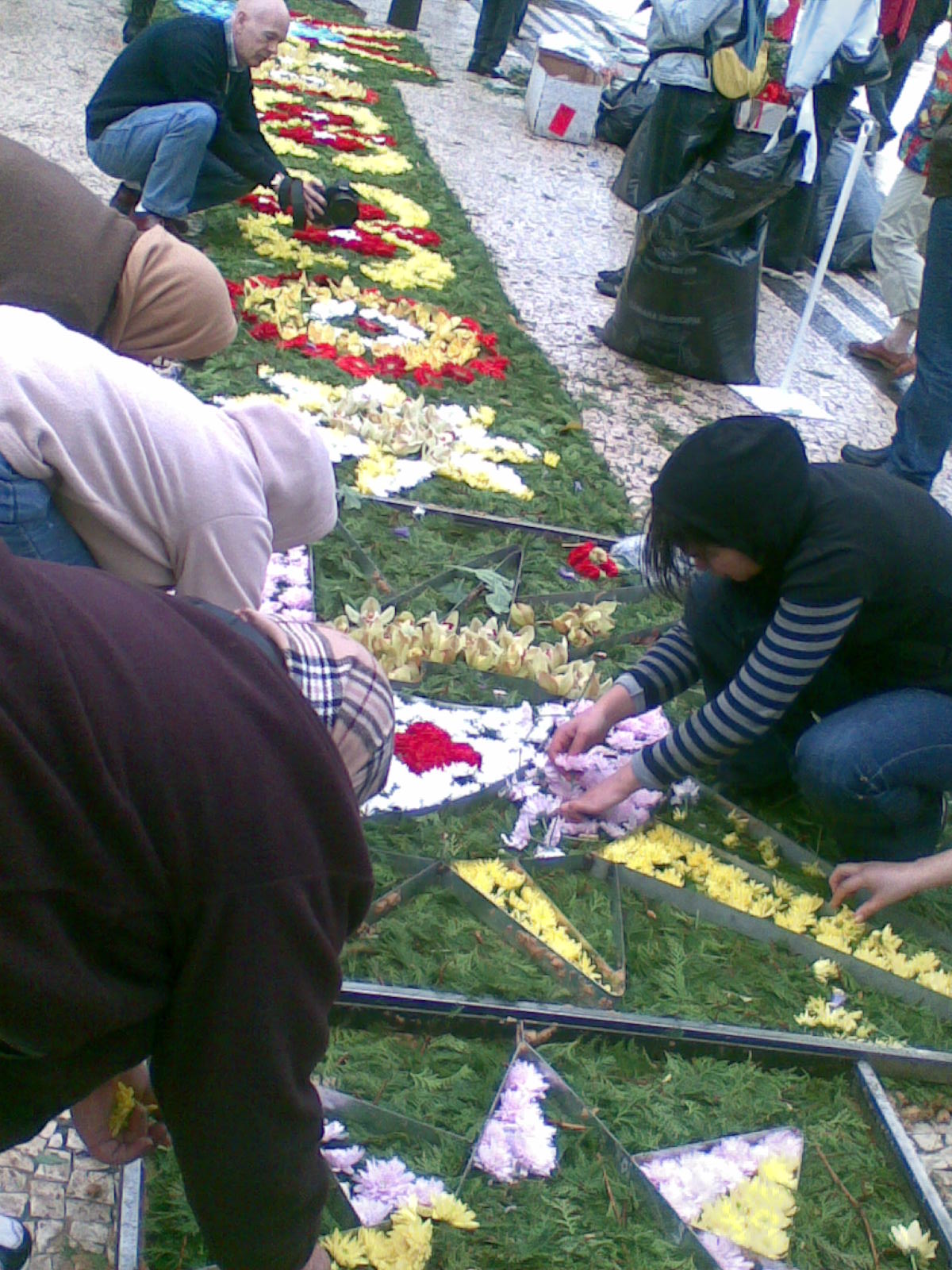 Spanish Flower Festival Flower ดอกไม้ Garden สวน Florists Flora Plant