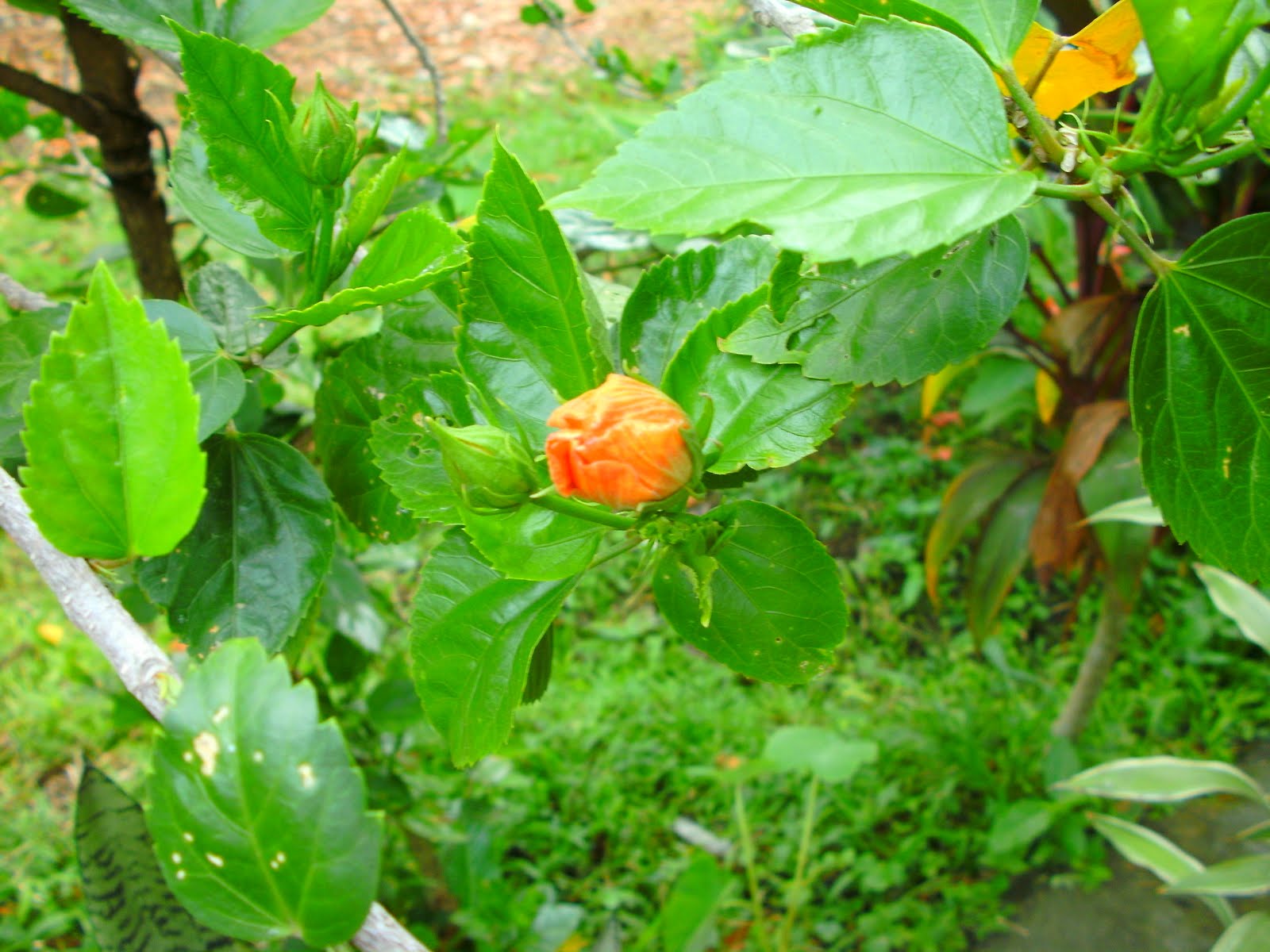 the-captivated-life-gumamela-hibiscus