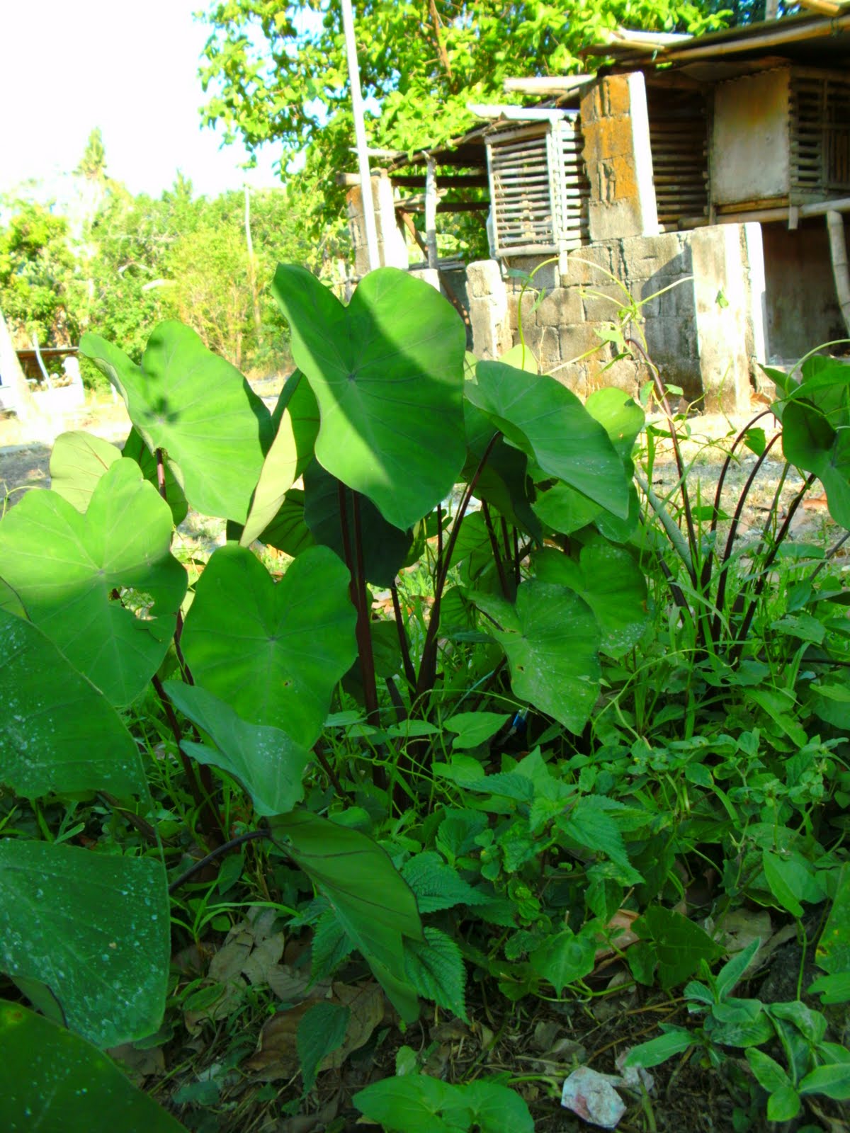 The Captivated Life Taro PLant Gabi