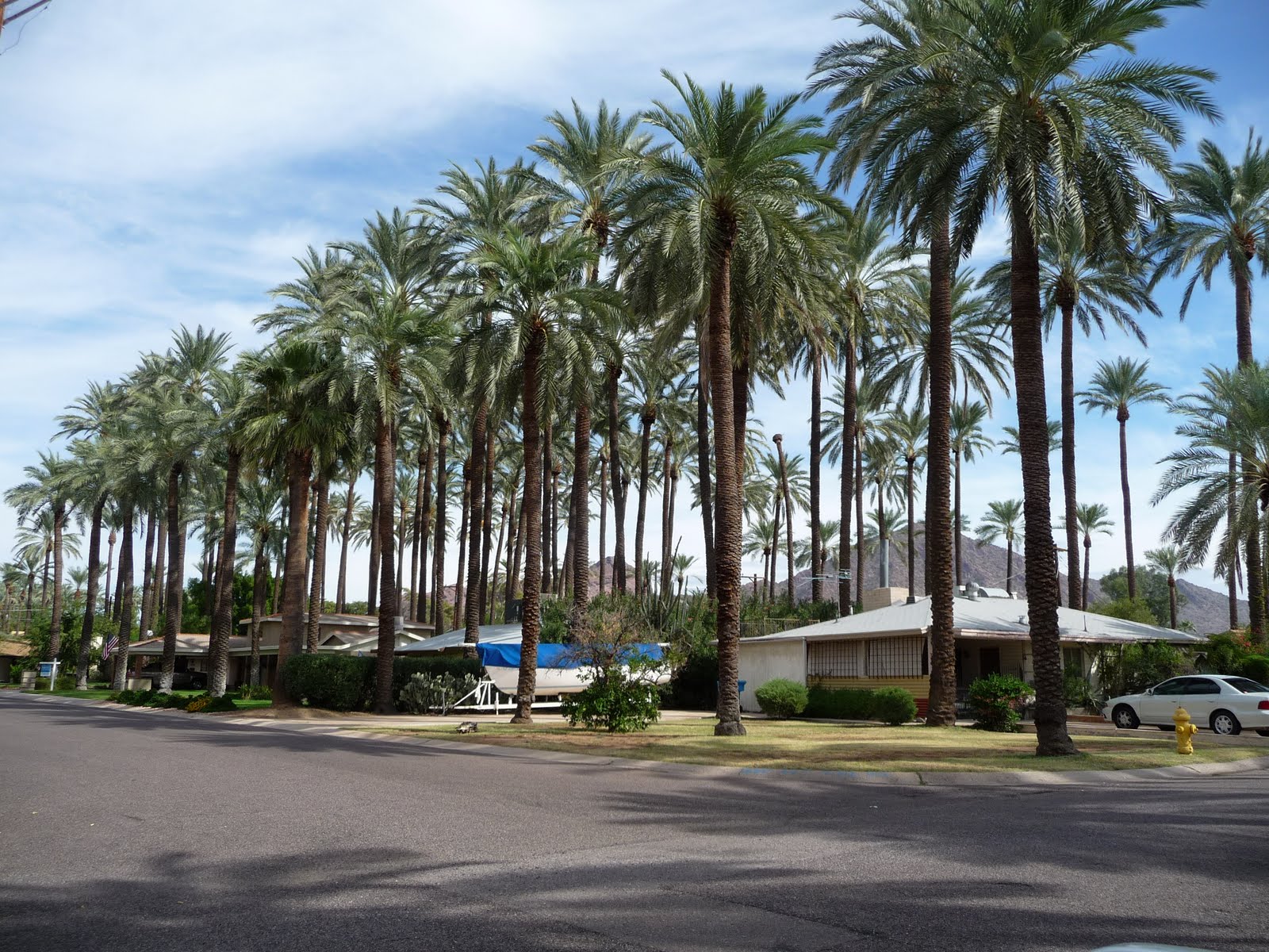 The Daily Photo in and around Chandler, AZ Palm Trees