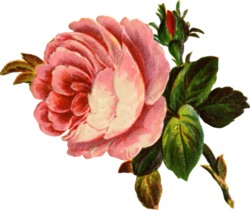 [valentine+rose.jpg]