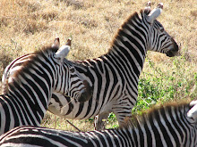 Tanzania 1.2: Ngorongoro Crater, October, 2006